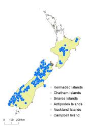 Fuscospora cliffortioides distribution map based on databased records at AK, CHR and WELT. 
 Image: K. Boardman © Landcare Research 2015 CC BY 3.0 NZ